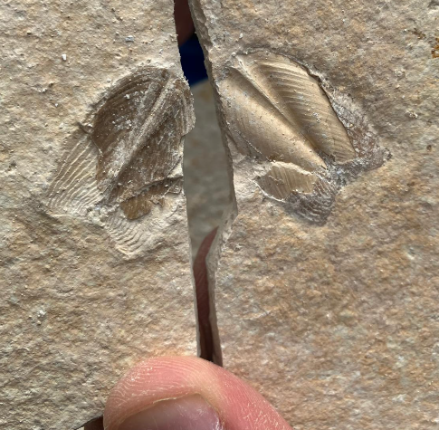 Fossilienfund im Steinbruch