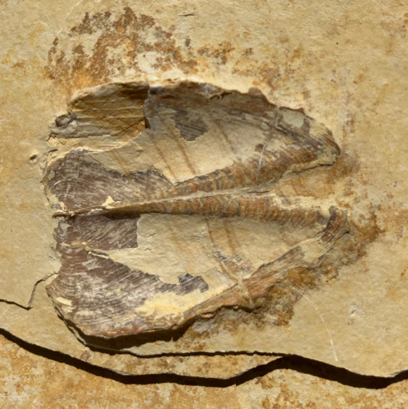 Fossilienfund im Steinbruch