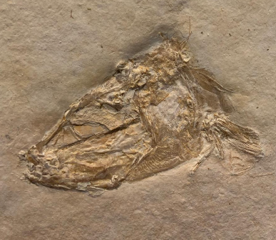 Fossilienfund im Steinbruch