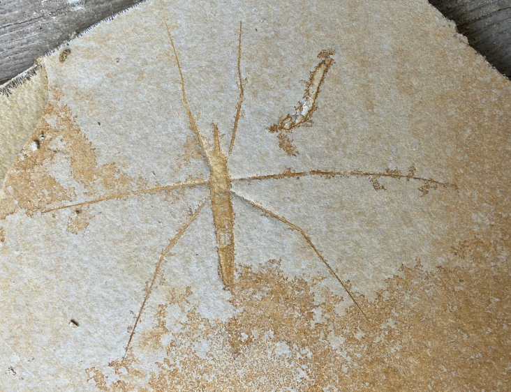 Fossilienfund im Steinbruch