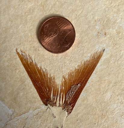 Fossilienfund im Steinbruch