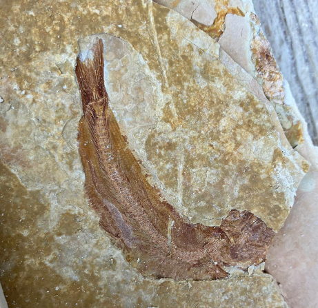 Fossilienfund im Steinbruch