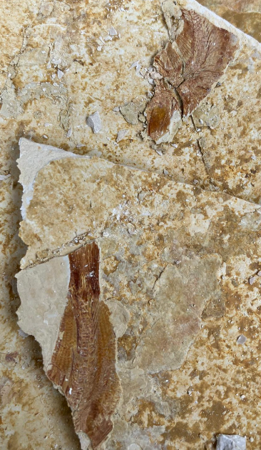 Fossilienfund im Steinbruch