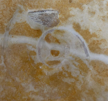 Fossilienfund im Steinbruch