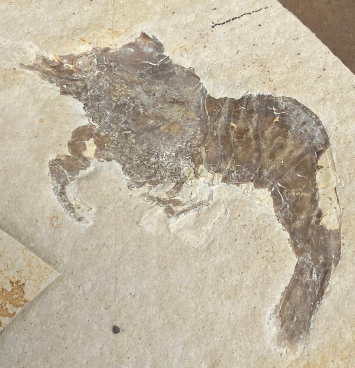 Fossilienfund im Steinbruch