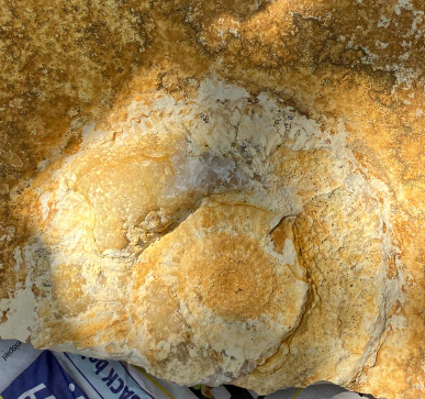 Fossilienfund im Steinbruch