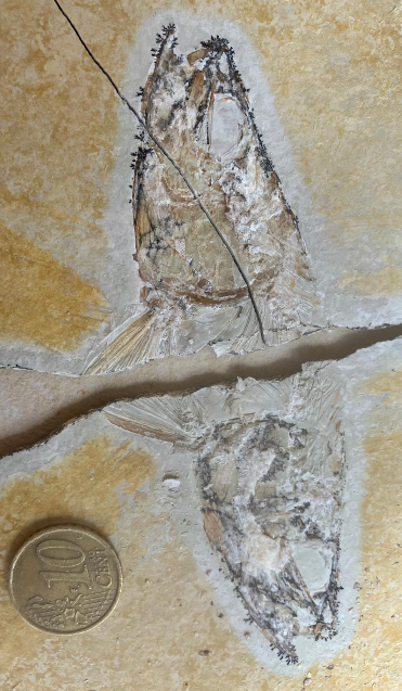 Fossilienfund im Steinbruch
