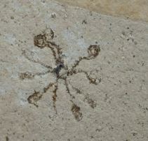 Fossilienfund im Fossiliensteinbruch am Blumenberg