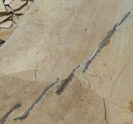 Besucher suchen Fossilien im Steinbruch Blumenberg